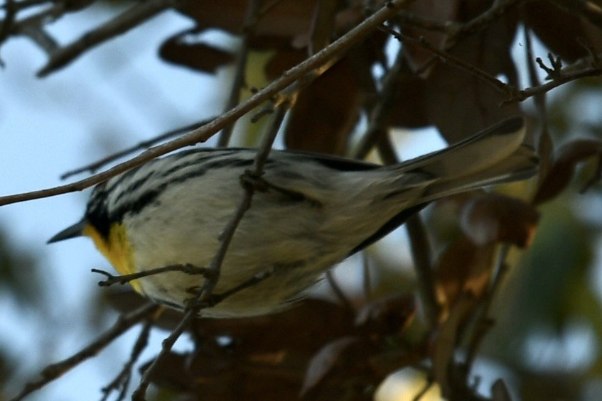 Yellow-throated Warbler - ML647467452