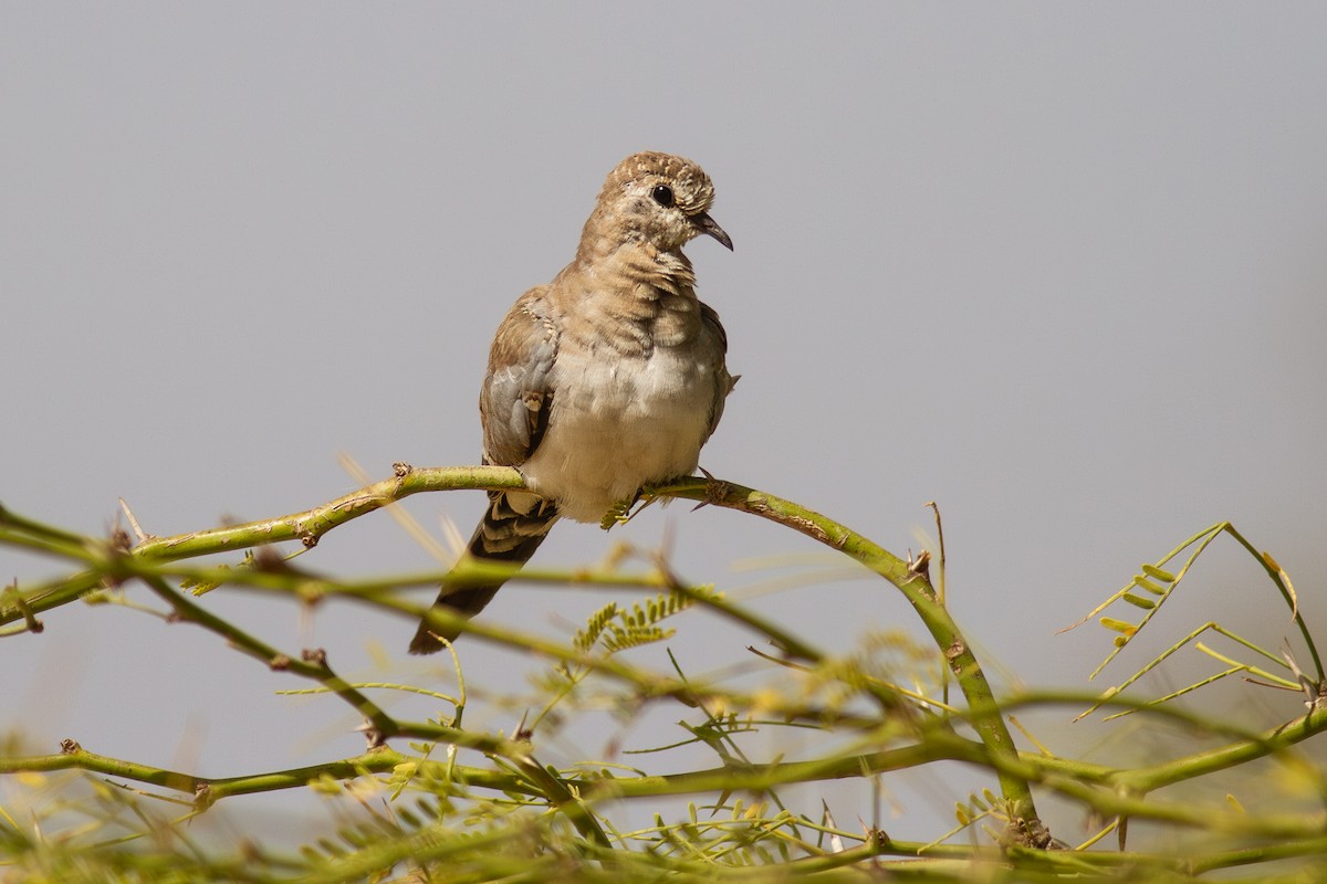 תורית זנבנית - ML647467483