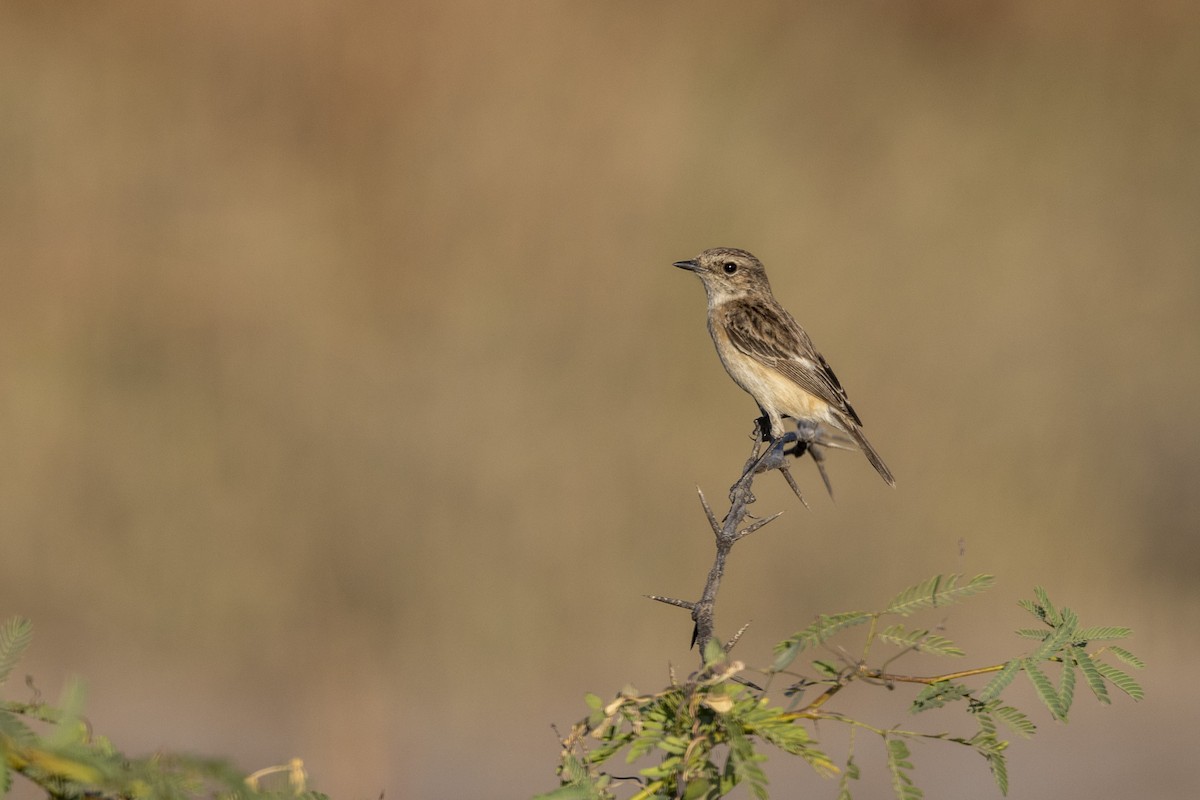 bramborníček sibiřský - ML647467484