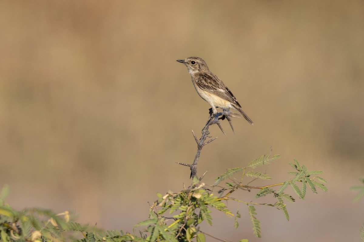 bramborníček sibiřský - ML647467485