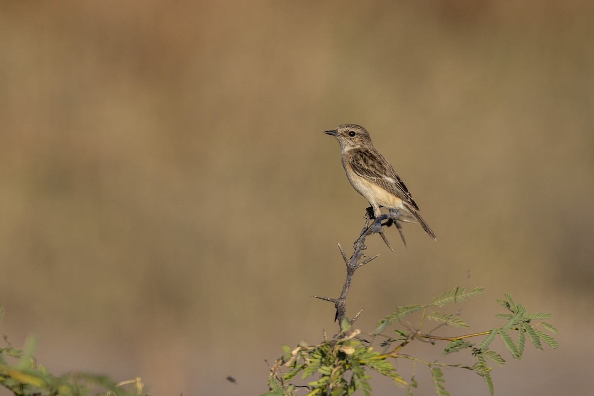 bramborníček sibiřský - ML647467486
