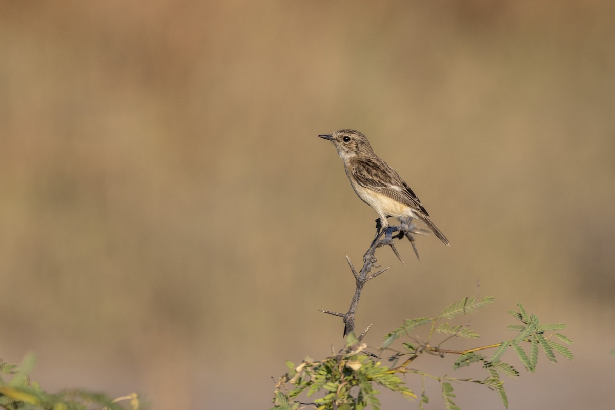 bramborníček sibiřský - ML647467487