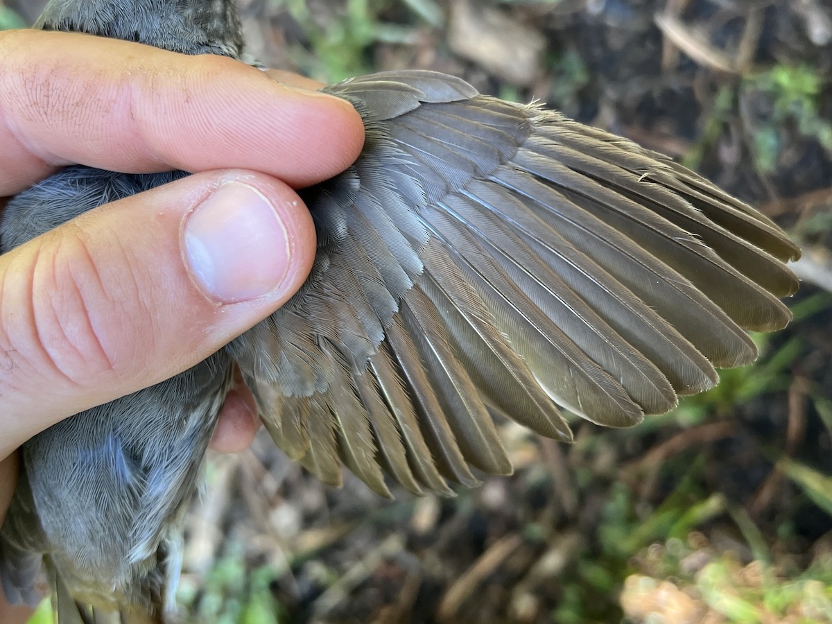 Fox Sparrow (Thick-billed) - ML647467492