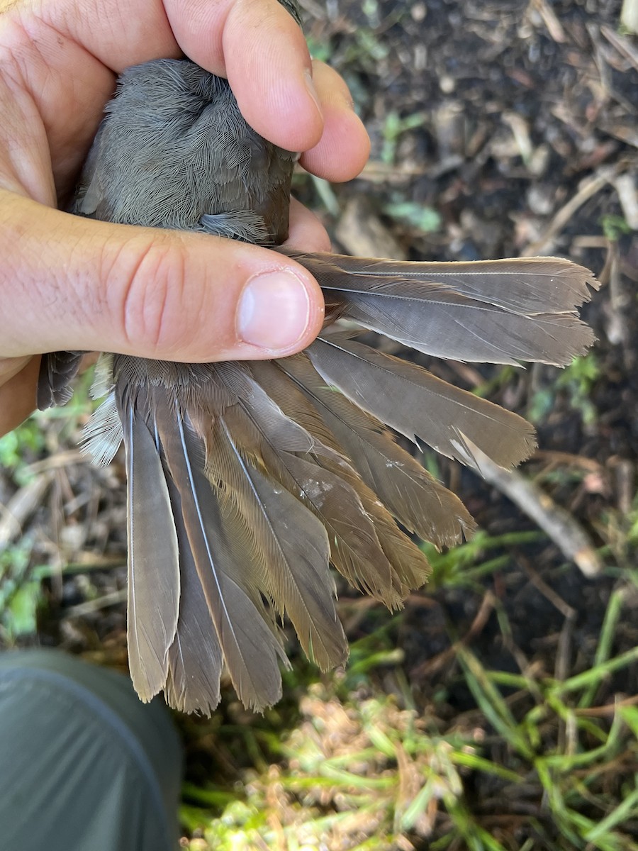 Fox Sparrow (Thick-billed) - ML647467493