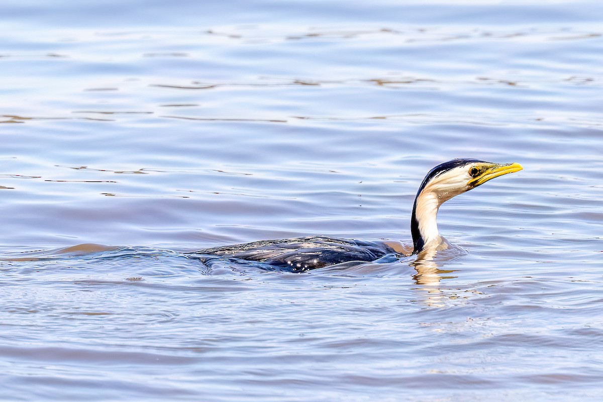 Little Pied Cormorant - ML647467495