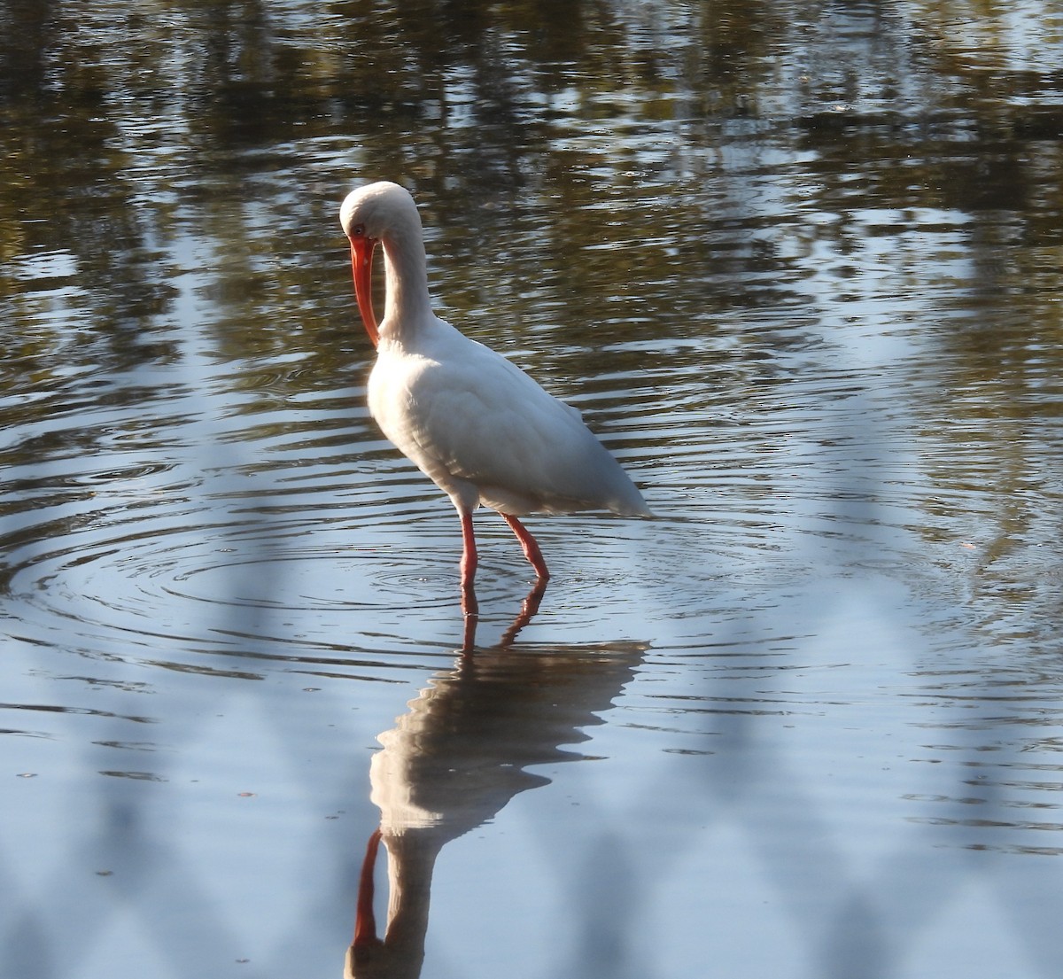 White Ibis - ML647467497