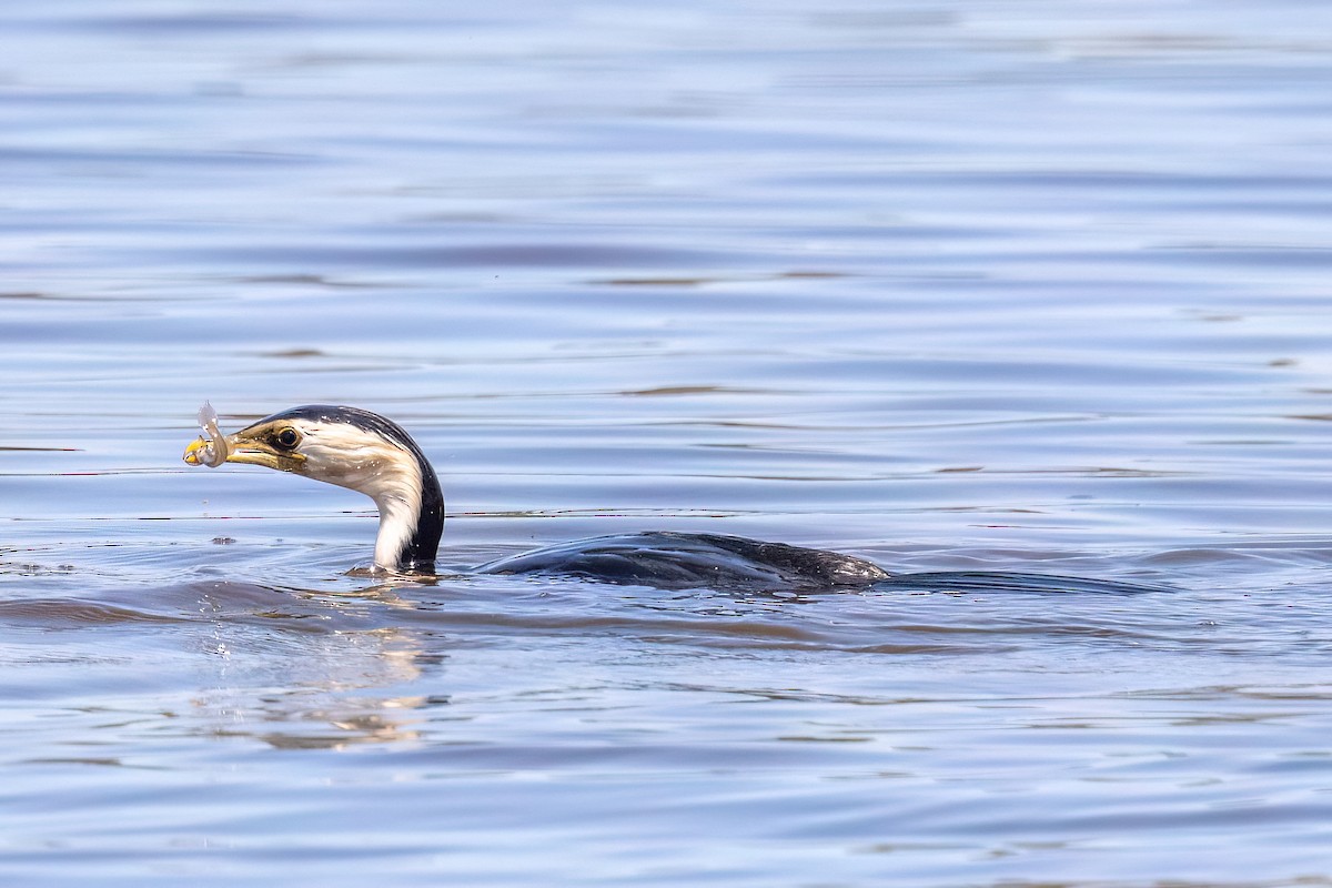 Little Pied Cormorant - ML647467499