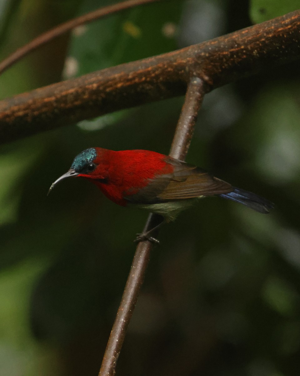 Crimson Sunbird - ML647467506