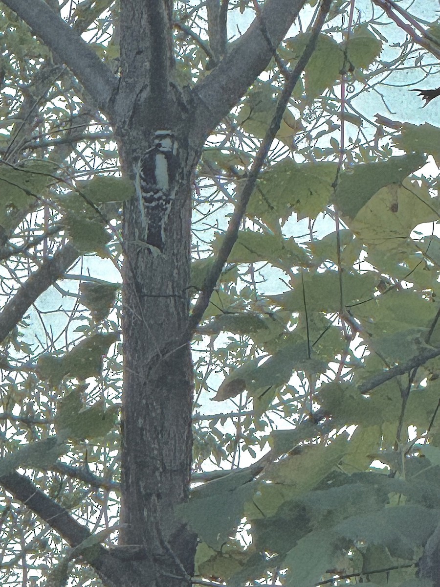 Dunenspecht - ML647467510