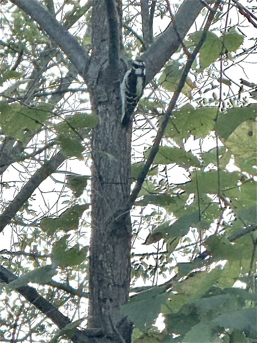 Dunenspecht - ML647467511