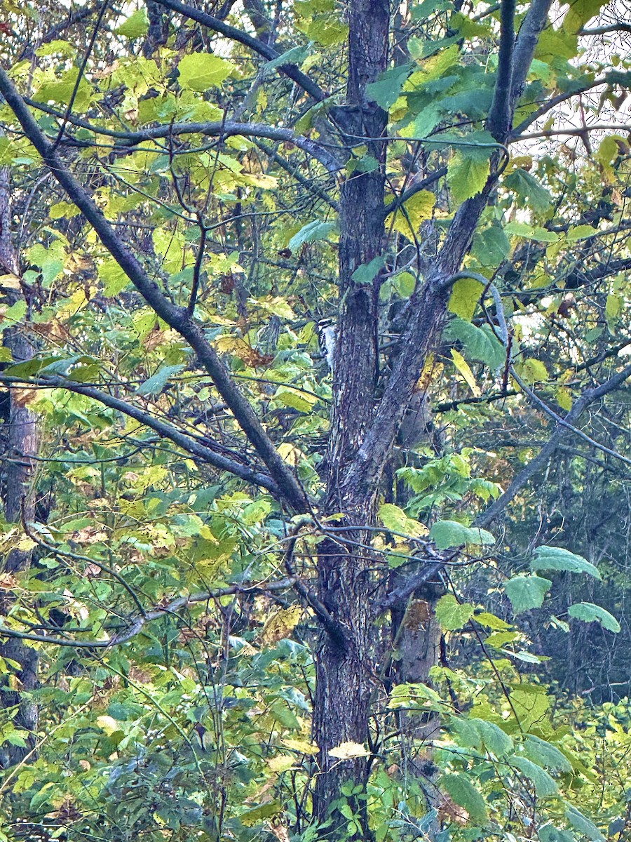 Dunenspecht - ML647467512