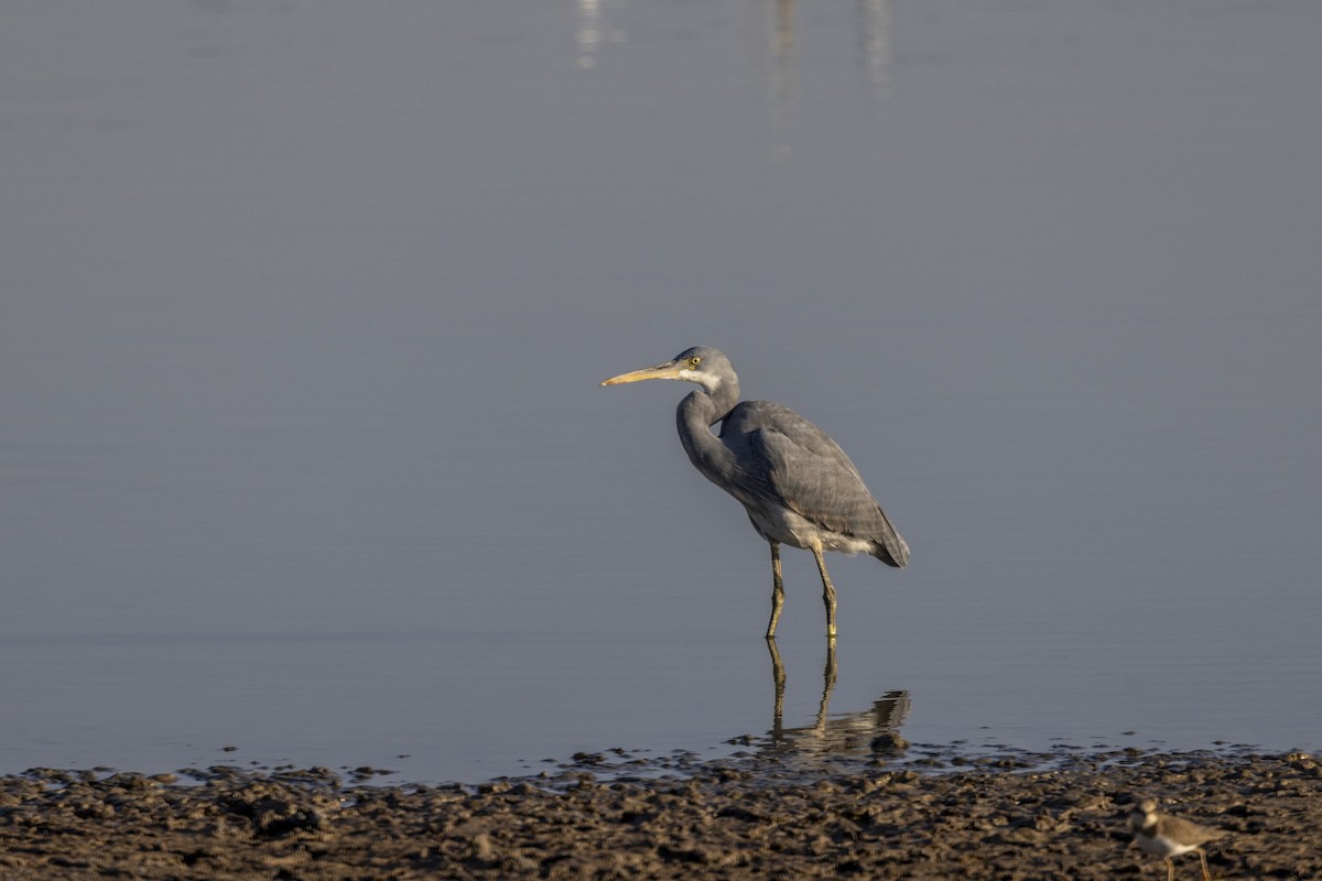 Uharri-koartzatxoa - ML647467513