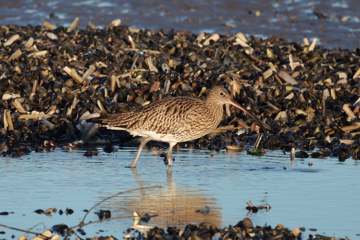 Kurlinta handia - ML647467514