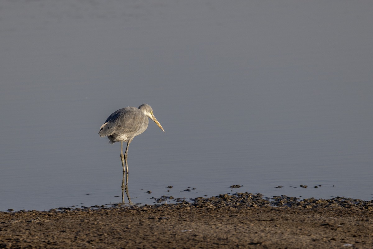 Uharri-koartzatxoa - ML647467515