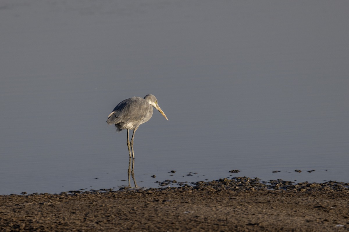 Uharri-koartzatxoa - ML647467516