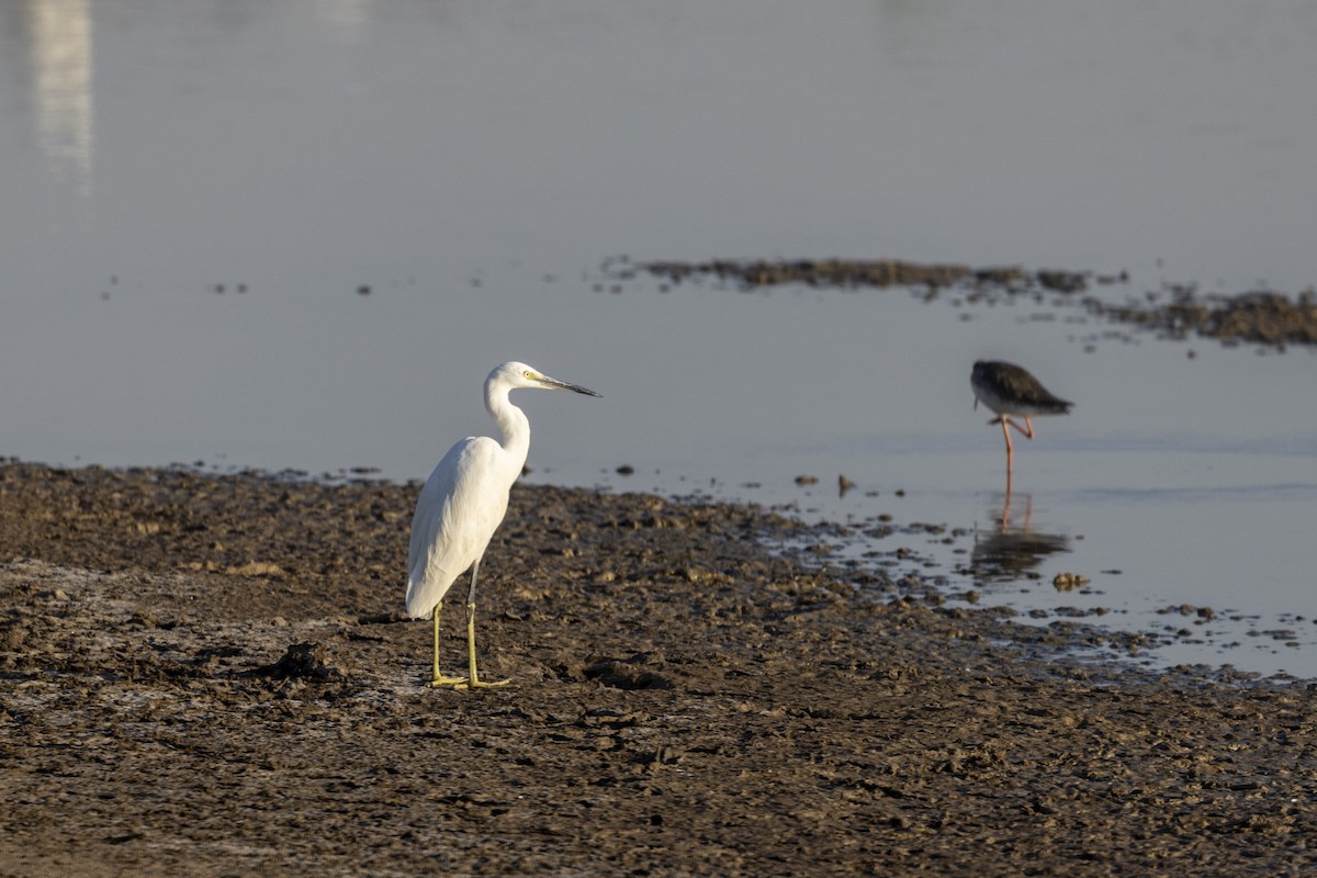 Western Reef-Heron - ML647467517