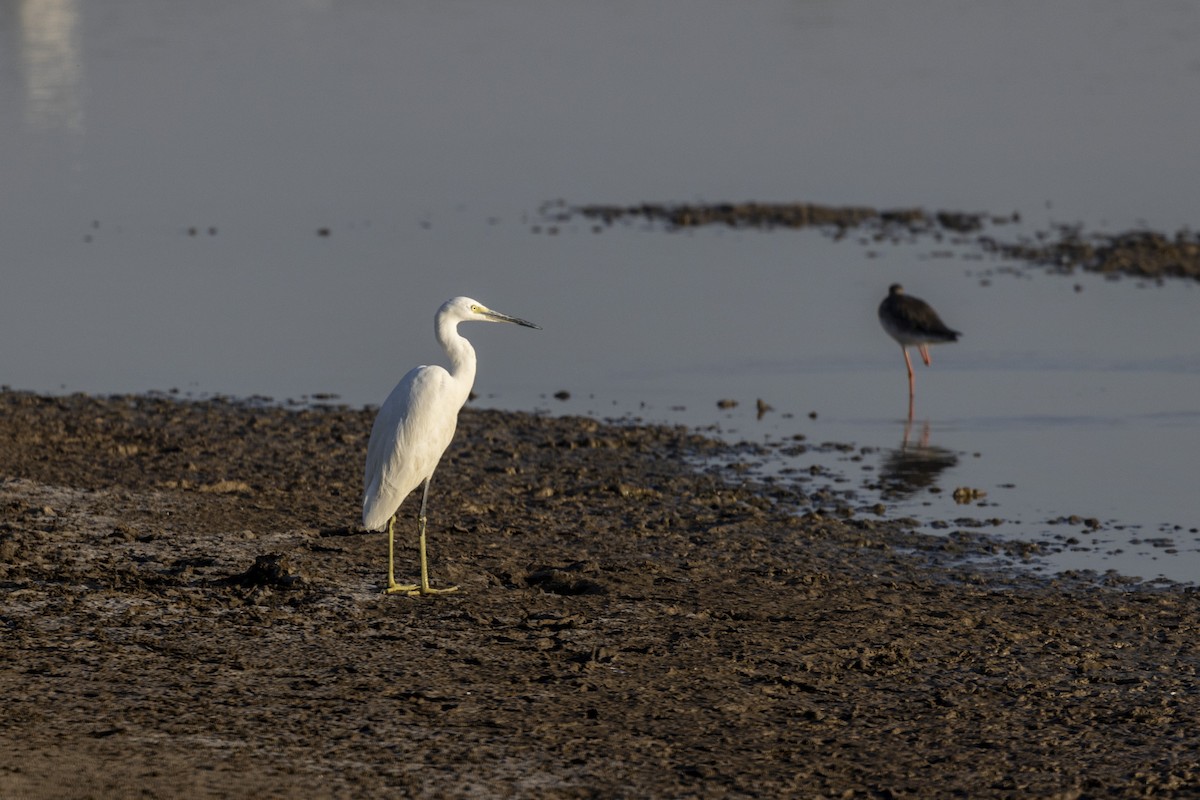 Uharri-koartzatxoa - ML647467518