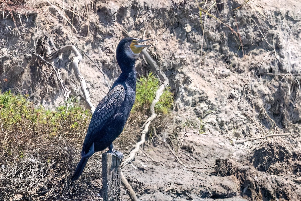 Ubarroi handia - ML647467519