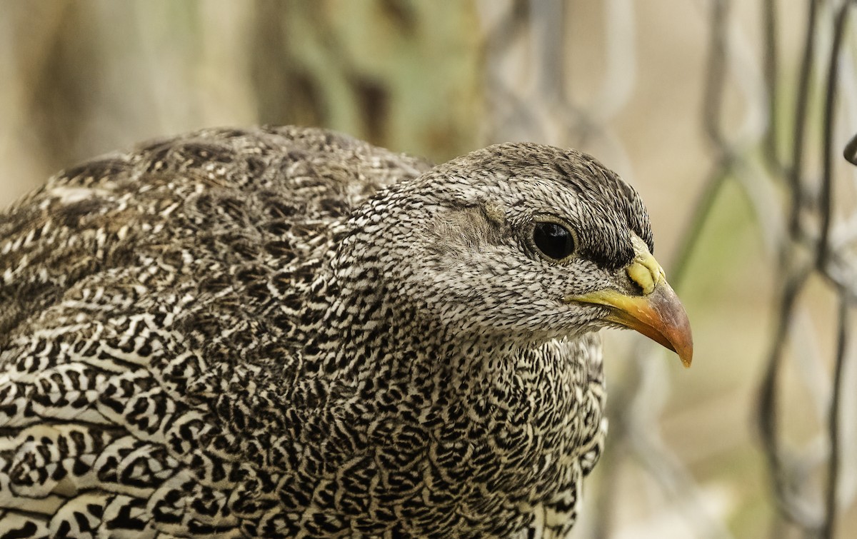 Natal Spurfowl - ML647467520
