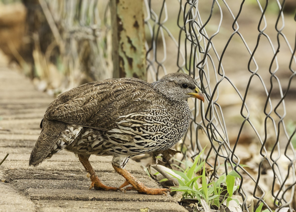 Natal Spurfowl - ML647467521