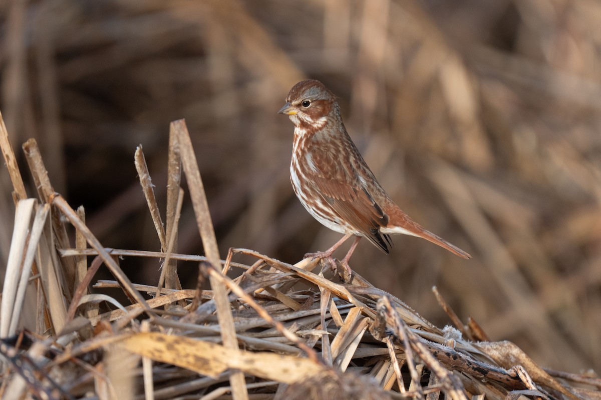 Fox Sparrow - ML647467522