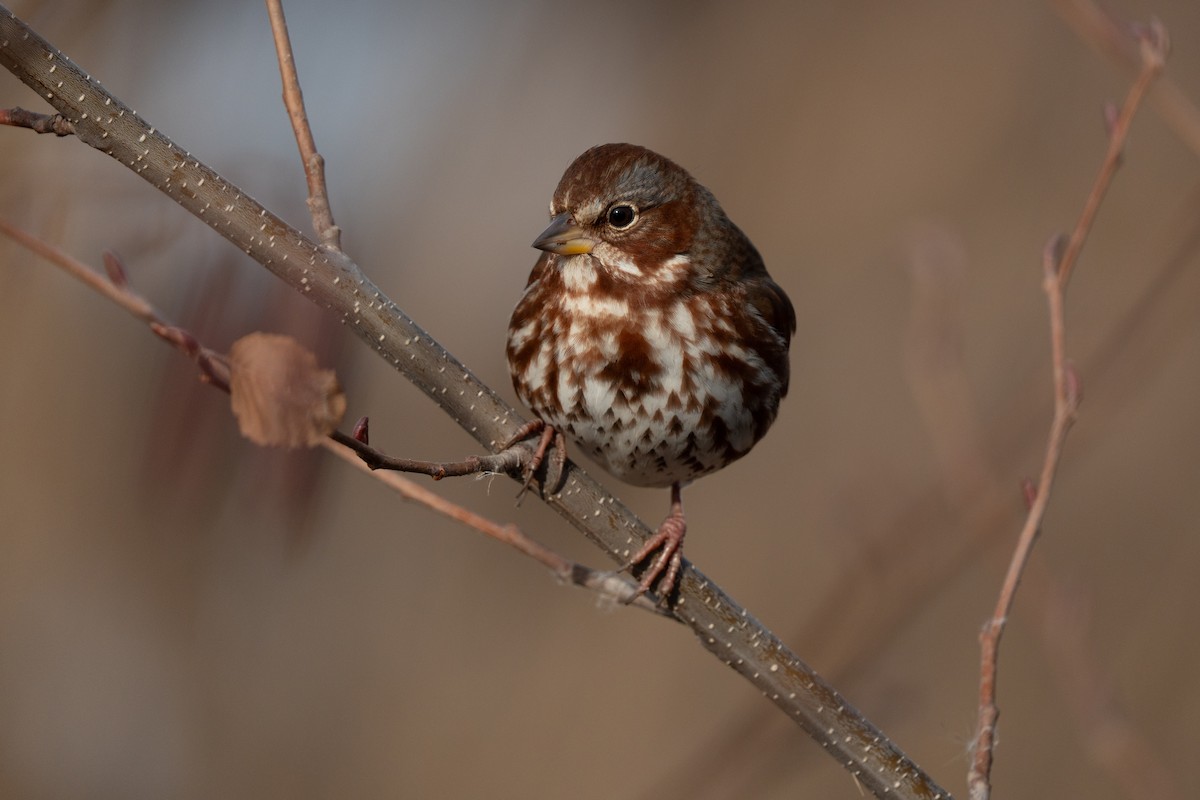 Fox Sparrow - ML647467523