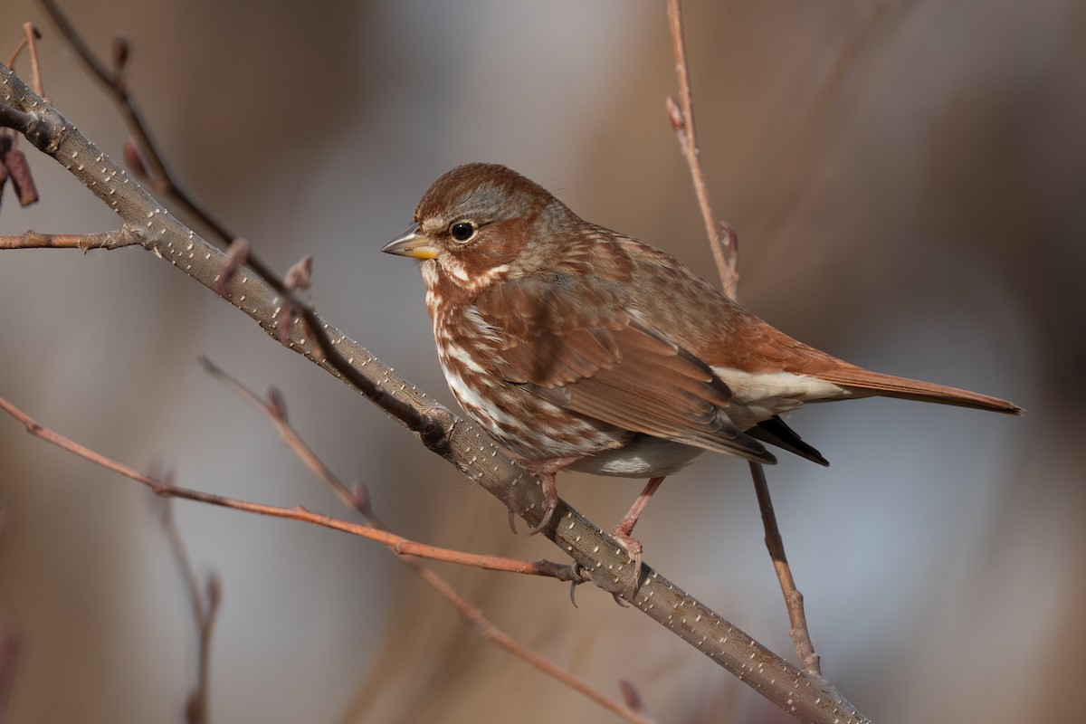Fox Sparrow - ML647467524