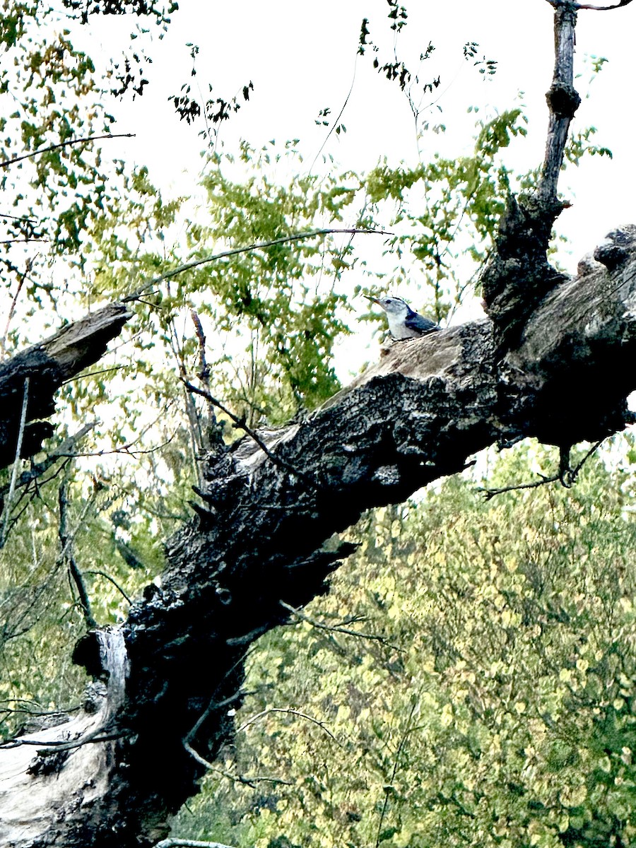 White-breasted Nuthatch - ML647467525