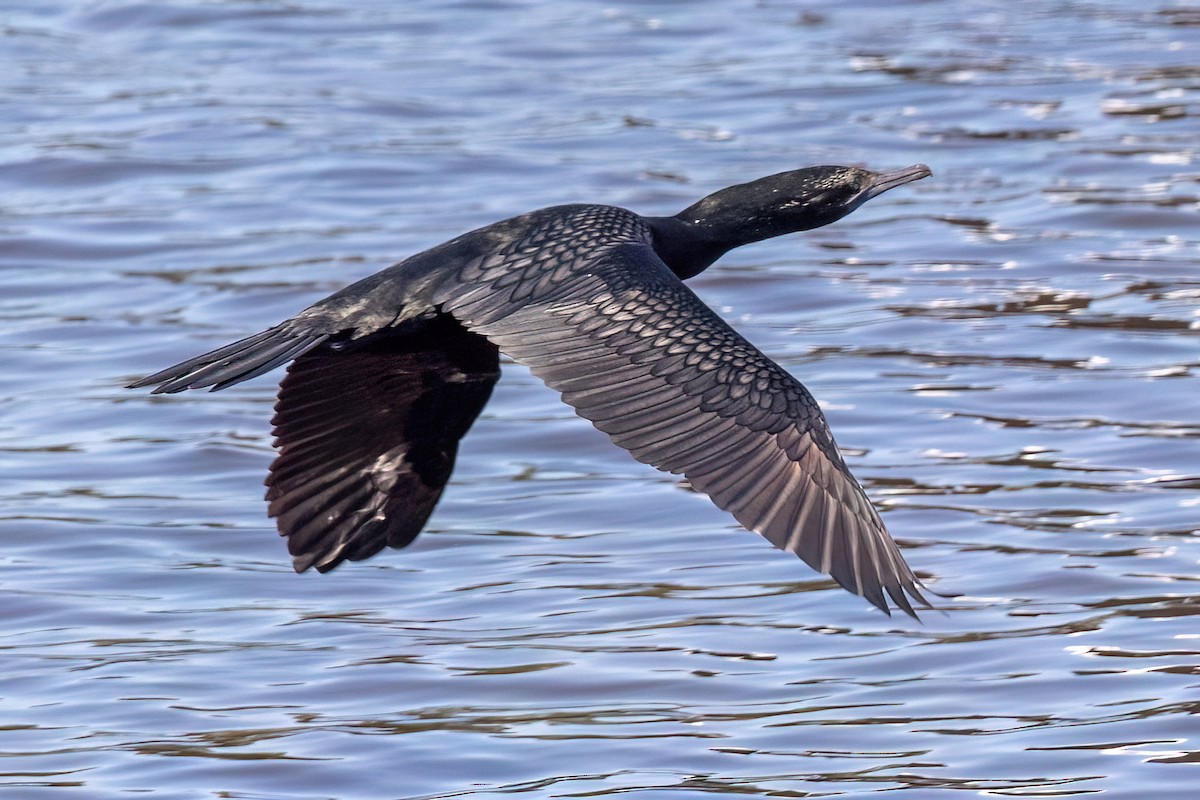 Little Black Cormorant - ML647467526