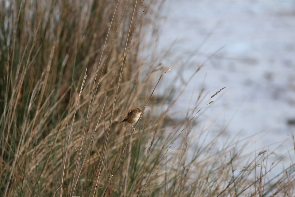 Ihi-txoria - ML647467527