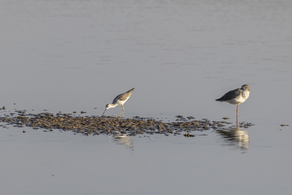 Urmael-kuliska - ML647467528