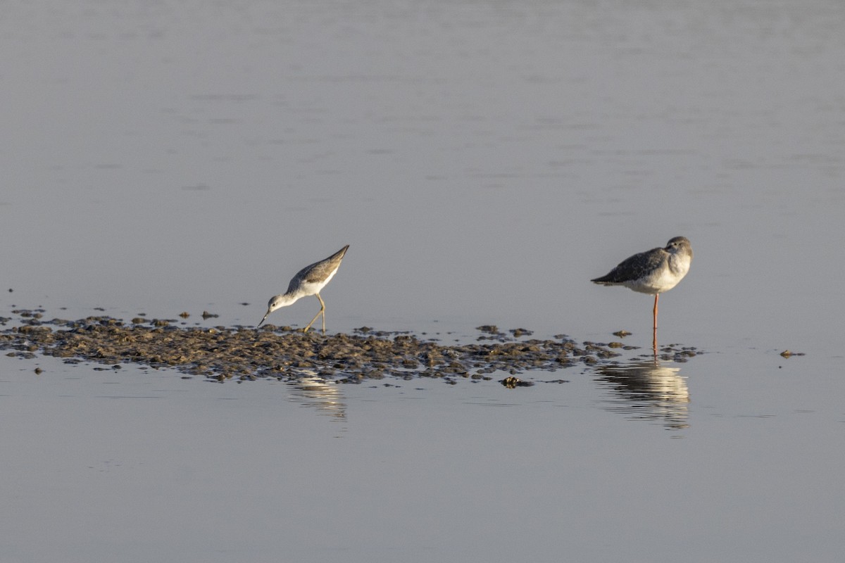 Urmael-kuliska - ML647467529