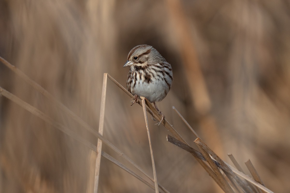 Song Sparrow - ML647467530