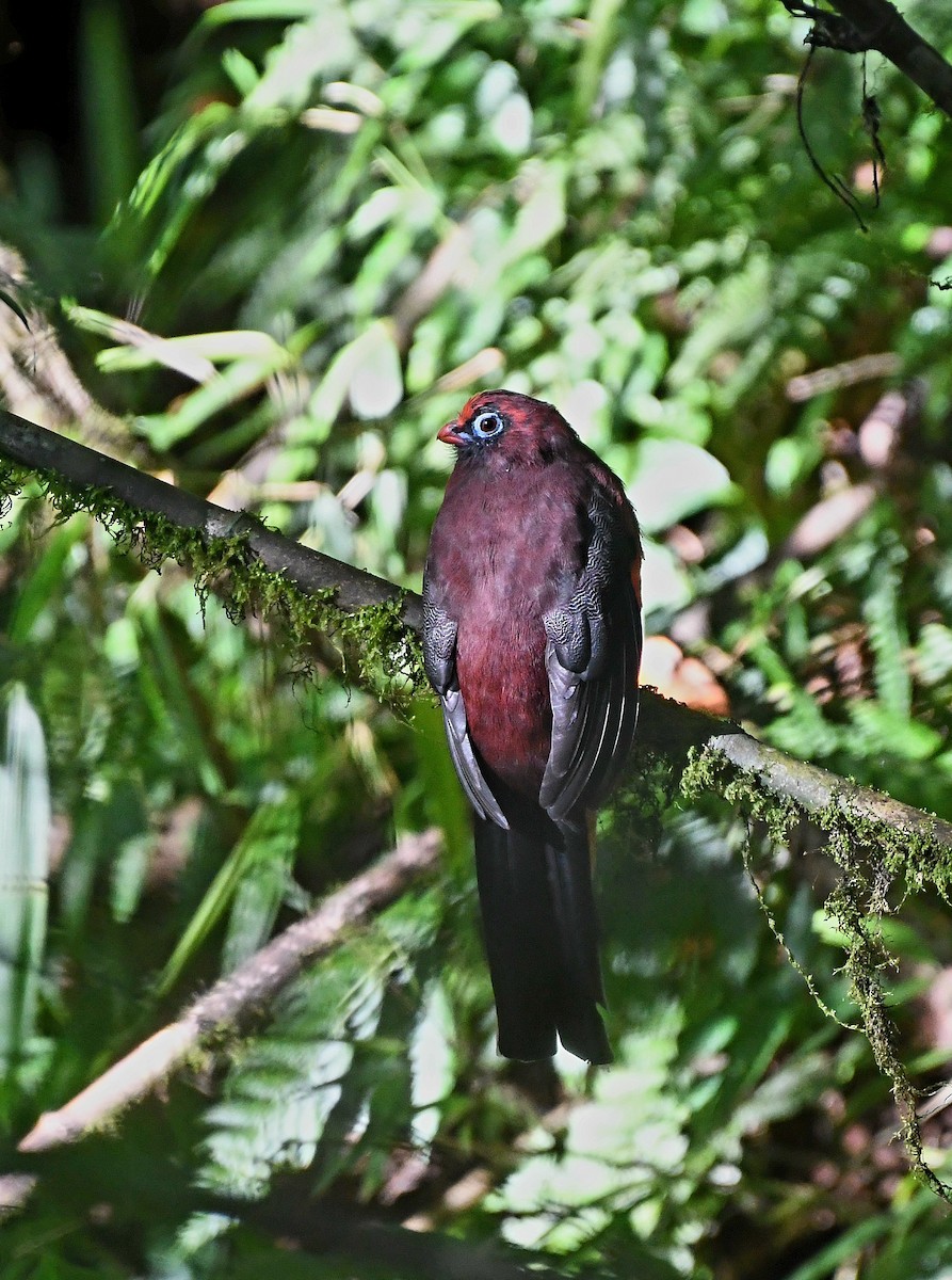 Ward's Trogon - ML647467531