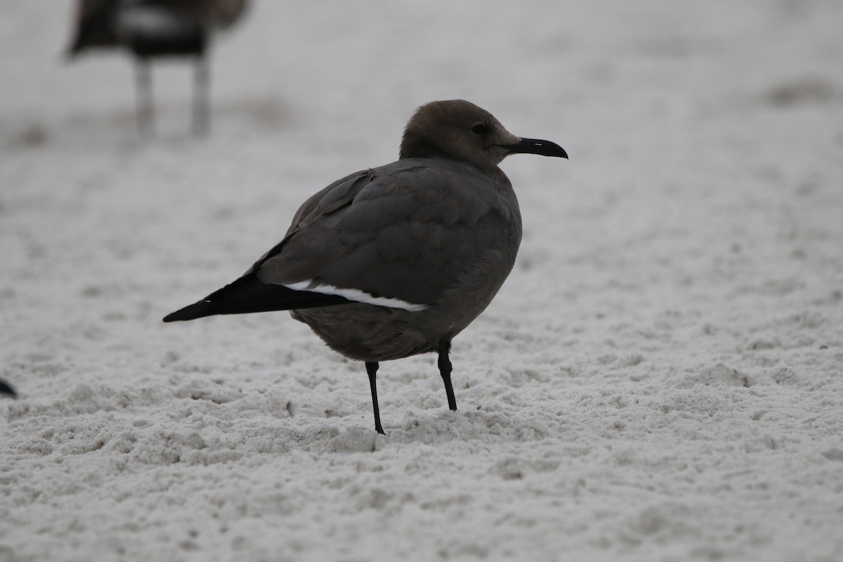 Antxeta grisa - ML647467532