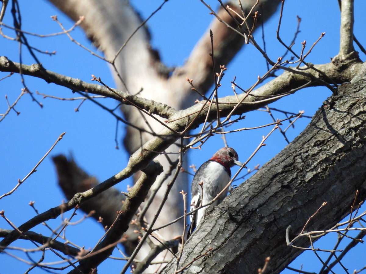 Red-headed Woodpecker - ML647467536