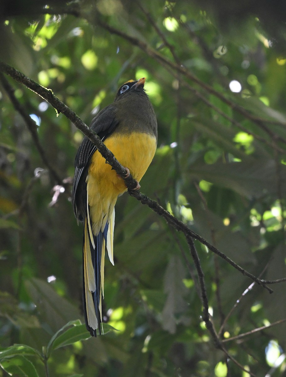 Ward's Trogon - ML647467545