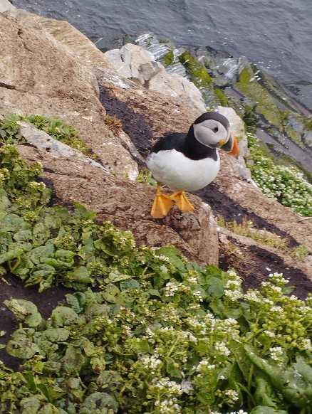 Lanperna-musu atlantikoa - ML647467546