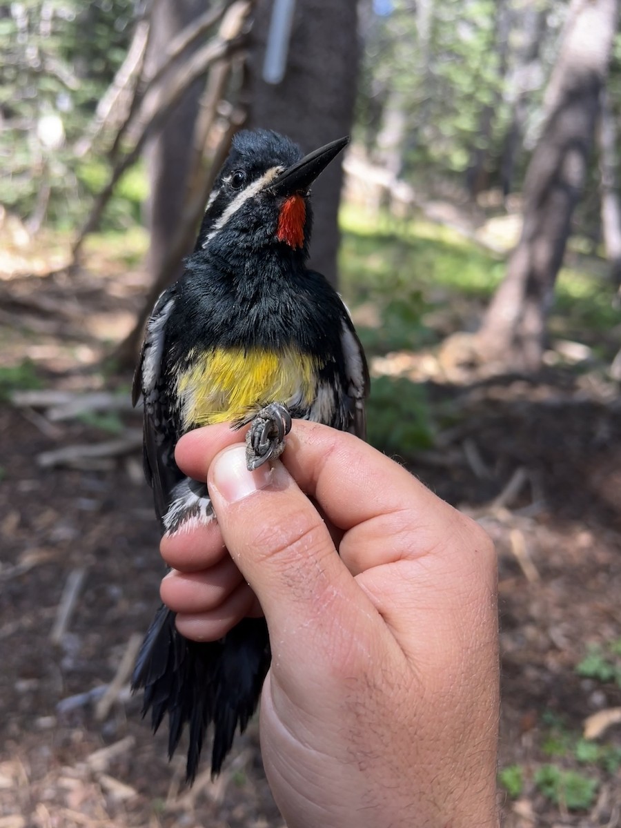 Williamson's Sapsucker - ML647467547