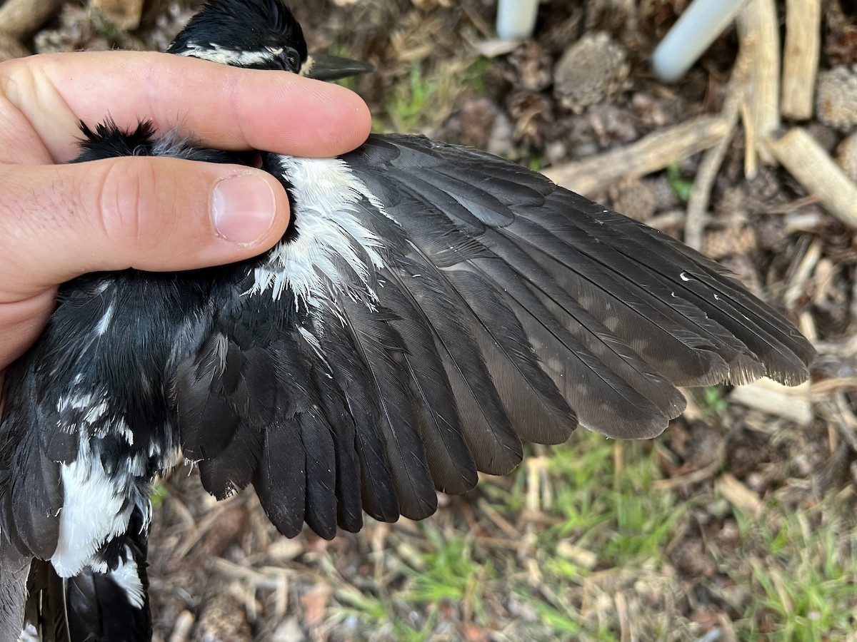 Williamson's Sapsucker - ML647467548