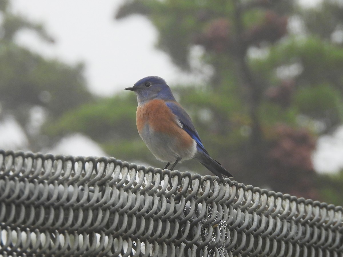 Western Bluebird - ML647467554
