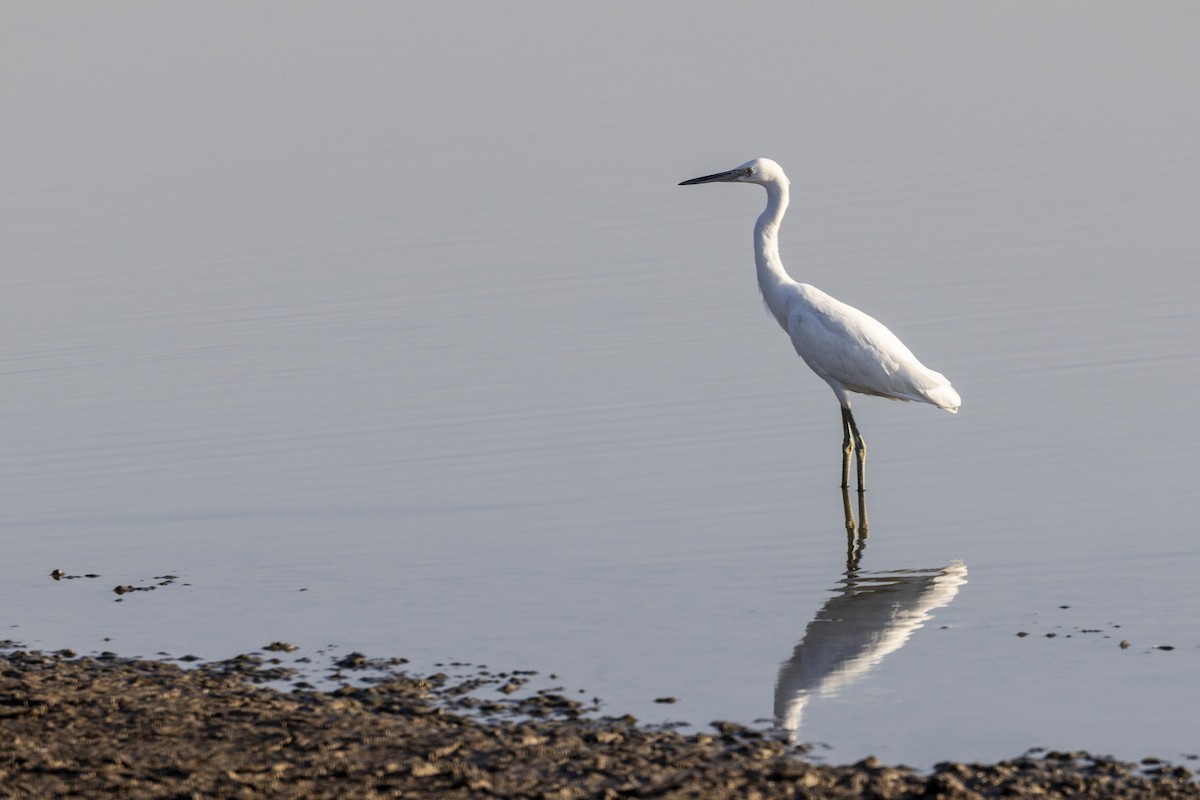 Western Reef-Heron - ML647467557