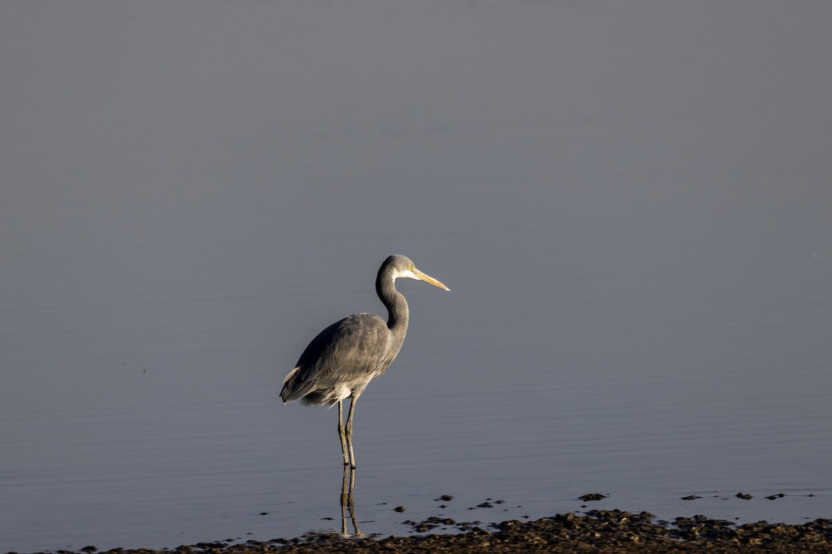 Western Reef-Heron - ML647467559