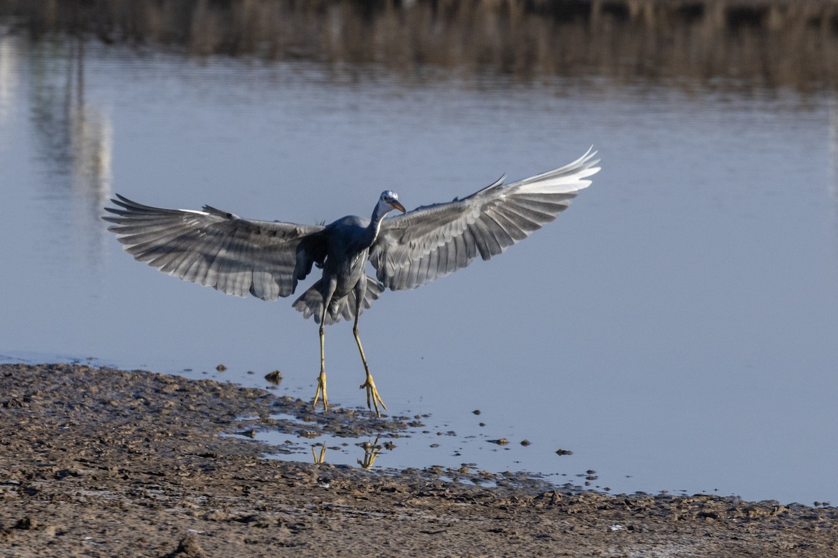 Western Reef-Heron - ML647467561