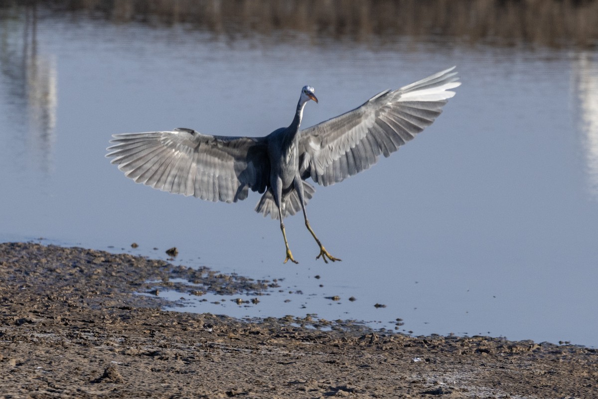 Western Reef-Heron - ML647467562