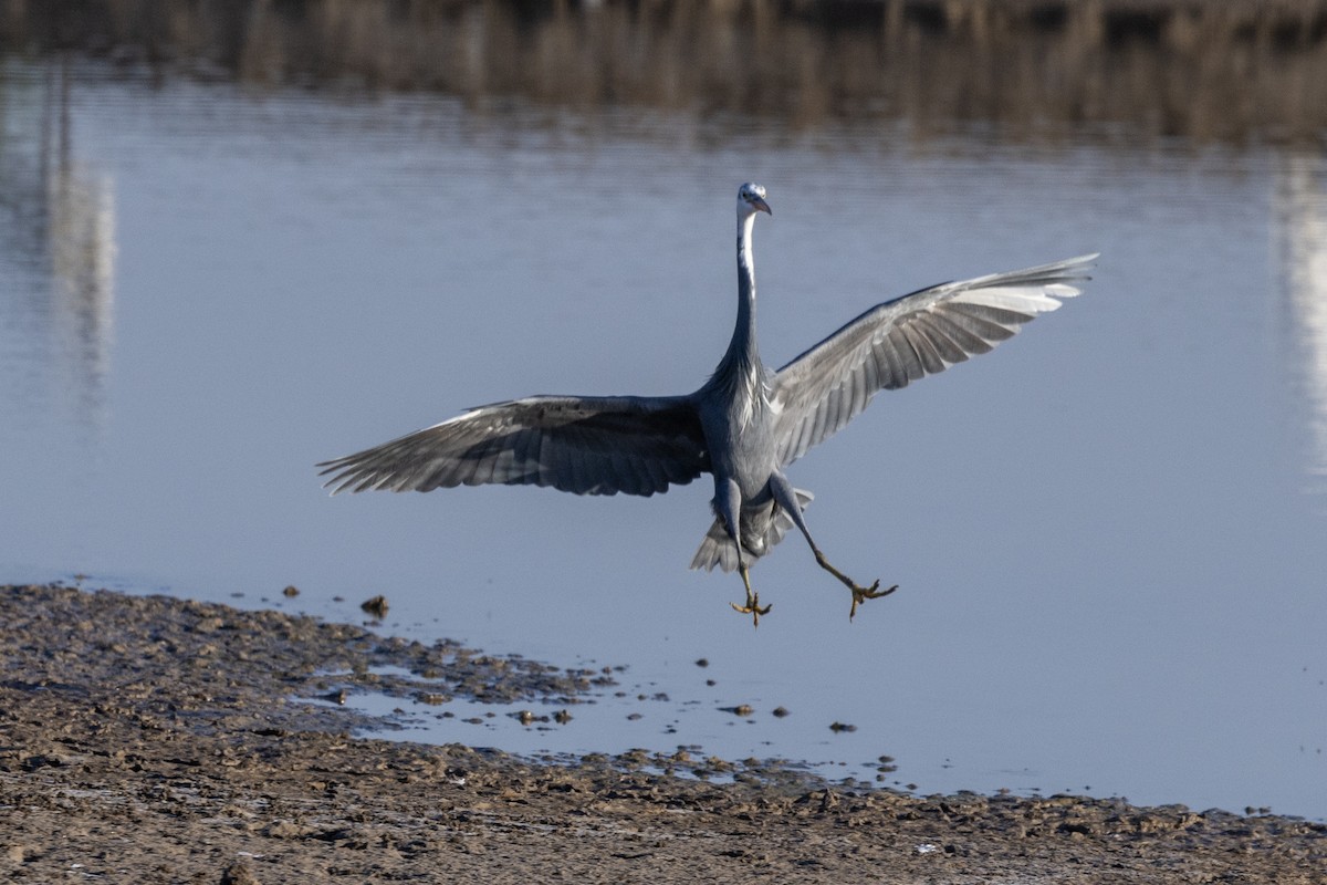 Western Reef-Heron - ML647467563