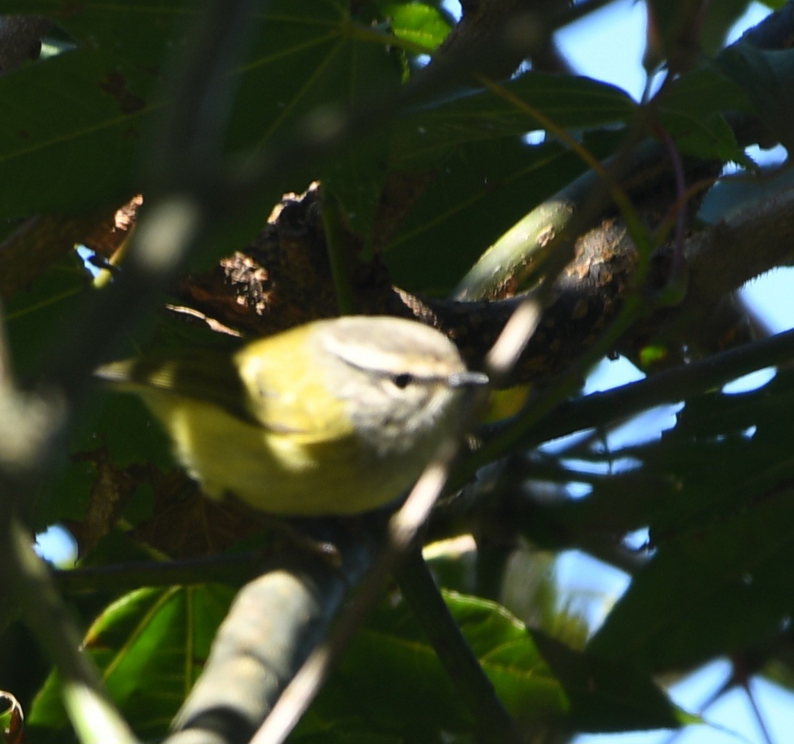 Lemon-rumped Warbler - ML647467570