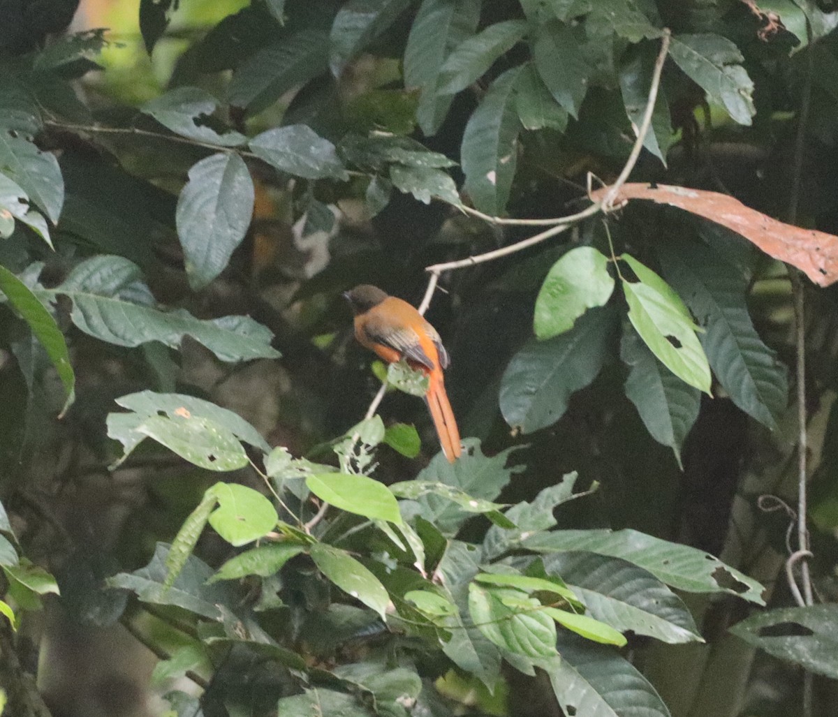 Scarlet-rumped Trogon - ML647467585