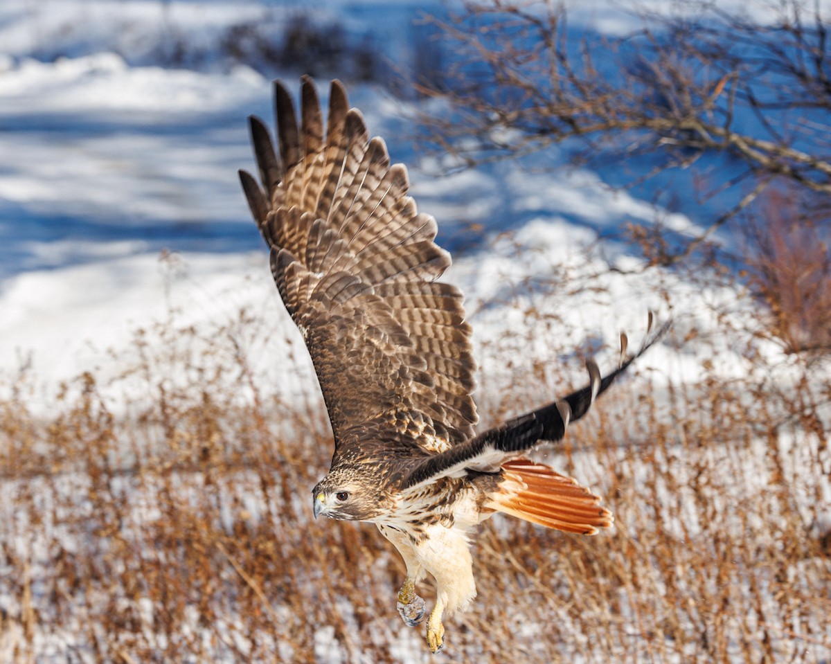 Poiana codarossa - ML647467588