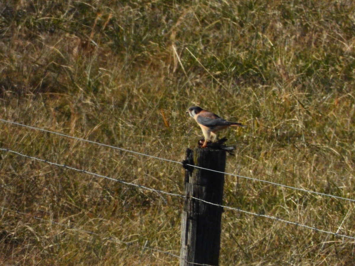 Cernícalo Americano - ML647467589